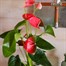 Anthurium Pink HouseplantAlternative Image3