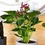 Anthurium Purple HouseplantAlternative Image1