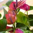 Anthurium Purple HouseplantAlternative Image2