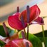 Anthurium Purple HouseplantAlternative Image3