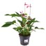 Anthurium Purple HouseplantAlternative Image4