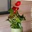 Anthurium Red HouseplantAlternative Image1