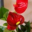 Anthurium Red HouseplantAlternative Image2