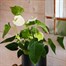 Anthurium White Houseplant - 12cm PotAlternative Image1