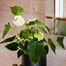 Anthurium White HouseplantAlternative Image1