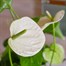 Anthurium White Houseplant - 12cm PotAlternative Image2