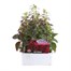 Antirrhinum F1 Coronette Crimson 12 Pack Boxed BeddingAlternative Image1