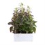 Antirrhinum F1 Coronette Crimson 12 Pack Boxed BeddingAlternative Image2