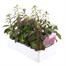 Antirrhinum F1 Coronette Crimson 12 Pack Boxed BeddingAlternative Image3