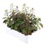 Antirrhinum F1 Coronette Crimson 12 Pack Boxed BeddingAlternative Image4