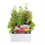 Antirrhinum F1 Coronette Mixed 12 Pack Boxed BeddingAlternative Image1