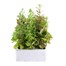 Antirrhinum F1 Coronette Mixed 12 Pack Boxed BeddingAlternative Image1