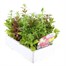 Antirrhinum F1 Coronette Mixed 12 Pack Boxed BeddingAlternative Image3