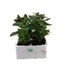 Antirrhinum F1 Coronette Mixed 6 Pack Boxed BeddingAlternative Image1