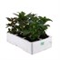 Antirrhinum F1 Coronette Mixed 6 Pack Boxed BeddingAlternative Image3