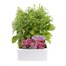 Antirrhinum F1 Coronette Pink 12 Pack Boxed BeddingAlternative Image1