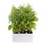 Antirrhinum F1 Coronette Pink 12 Pack Boxed BeddingAlternative Image2
