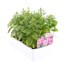 Antirrhinum F1 Coronette Pink 12 Pack Boxed BeddingAlternative Image3