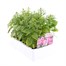 Antirrhinum F1 Coronette Pink 12 Pack Boxed BeddingAlternative Image2