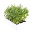 Antirrhinum F1 Coronette Pink 12 Pack Boxed BeddingAlternative Image4