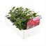 Antirrhinum F1 Coronette Rose 12 Pack Boxed BeddingAlternative Image2