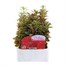 Antirrhinum F1 Coronette Scarlet 12 Pack Boxed BeddingAlternative Image1