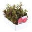 Antirrhinum F1 Coronette Scarlet 12 Pack Boxed BeddingAlternative Image3