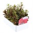 Antirrhinum F1 Coronette Scarlet 12 Pack Boxed BeddingAlternative Image2