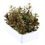 Antirrhinum F1 Coronette Scarlet 12 Pack Boxed BeddingAlternative Image4