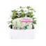 Antirrhinum F1 Coronette White 12 Pack Boxed BeddingAlternative Image1