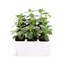 Antirrhinum F1 Coronette White 12 Pack Boxed BeddingAlternative Image1