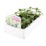 Antirrhinum F1 Coronette White 12 Pack Boxed BeddingAlternative Image3