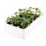 Antirrhinum F1 Coronette White 12 Pack Boxed BeddingAlternative Image4