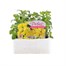 Antirrhinum F1 Coronette Yellow 12 Pack Boxed BeddingAlternative Image1