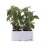 Antirrhinum F1 Corronette Crimson 6 Pack Boxed BeddingAlternative Image1