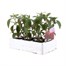 Antirrhinum F1 Corronette Crimson 6 Pack Boxed BeddingAlternative Image2