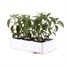 Antirrhinum F1 Corronette Crimson 6 Pack Boxed BeddingAlternative Image3