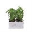 Antirrhinum F1 Corronette Pink 6 Pack Boxed BeddingAlternative Image1