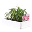Antirrhinum F1 Corronette Pink 6 Pack Boxed BeddingAlternative Image2