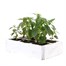 Antirrhinum F1 Corronette Pink 6 Pack Boxed BeddingAlternative Image3