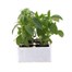 Antirrhinum F1 Corronette Rose 6 Pack Boxed BeddingAlternative Image1