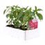 Antirrhinum F1 Corronette Rose 6 Pack Boxed BeddingAlternative Image2
