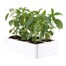 Antirrhinum F1 Corronette Rose 6 Pack Boxed BeddingAlternative Image3