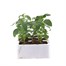 Antirrhinum F1 Corronette White 6 Pack Boxed BeddingAlternative Image1