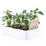 Antirrhinum F1 Corronette White 6 Pack Boxed BeddingAlternative Image2