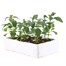 Antirrhinum F1 Corronette White 6 Pack Boxed BeddingAlternative Image3