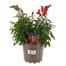 Antirrhinum Snaptastic 2L Pot BeddingAlternative Image1