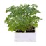 Aquelegia Biedermier Hybrids 6 Pack Boxed BeddingAlternative Image2