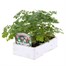 Aquelegia Biedermier Hybrids 6 Pack Boxed BeddingAlternative Image3