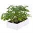 Aquelegia Biedermier Hybrids 6 Pack Boxed BeddingAlternative Image4